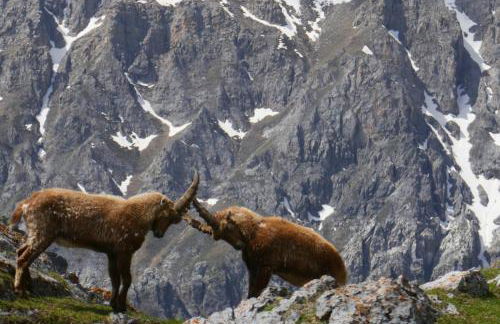 Pin e cele - Foto 24