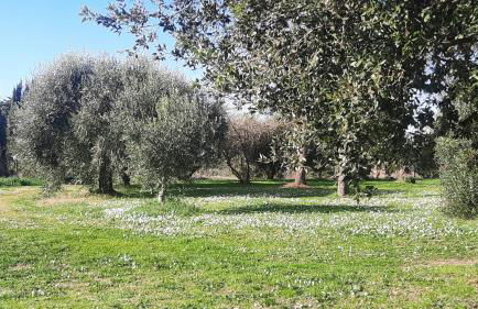 Podere Il Cerrone app Romilda con piscina - Foto 57