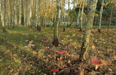 Siedlisko Brzozowe - Foto 38