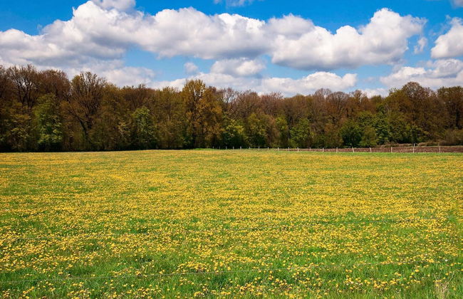 Holiday Home in Biron With Barrel Sauna - Photo 39