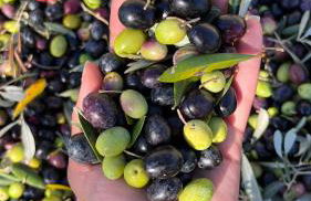 Agriturismo IL VIAIO - Foto 91