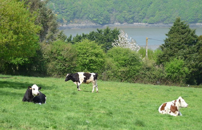 Holiday Home With sea Views, Tregarvan - Foto 14