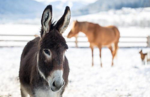 Pichlerhof - Foto 40