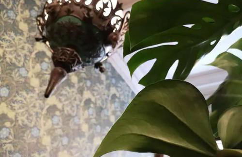 Maison Verte, Monument Historique - Foto 7