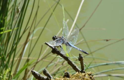 Holiday Home in Loubigne With Pool & Terrace - Foto 63