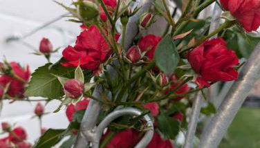 Schrauts Unwesen - Foto 4, Garden