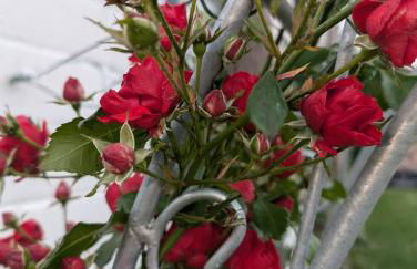 Schrauts Unwesen - Photo 4