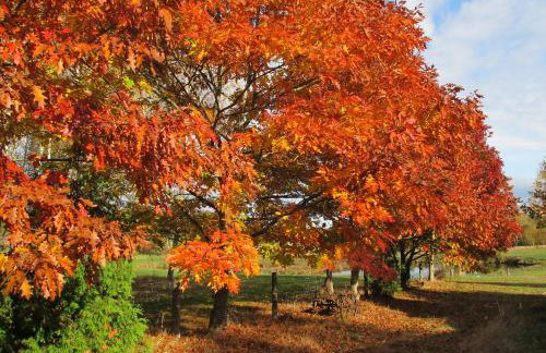 domki na leśnej polanie - Foto 50