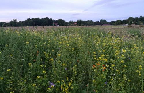 NEU! Landhaus Ostfriesenruhe - Foto 16
