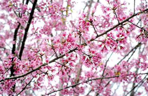 Chalé Flores e Amores - Photo 47