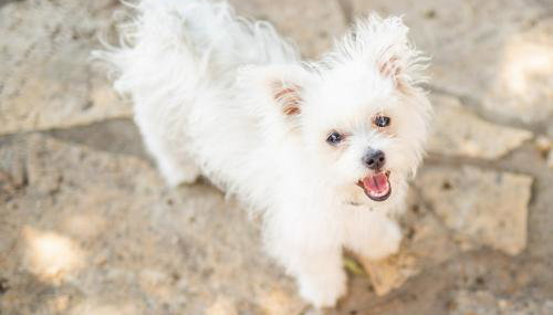 Apartment Matteo - Foto 5