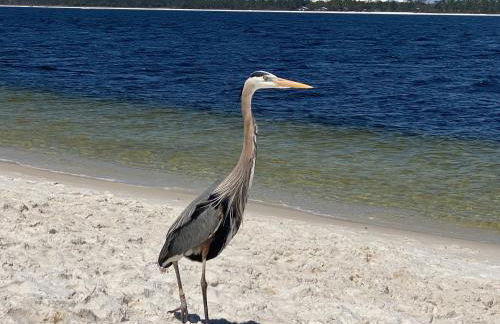 Pensacola Beach Gulf-Front 2BR Condo with Pool & Hot Tub - Photo 35