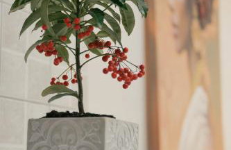 O FOTIS , Restaurant , Studios & Apartments - Photo 62