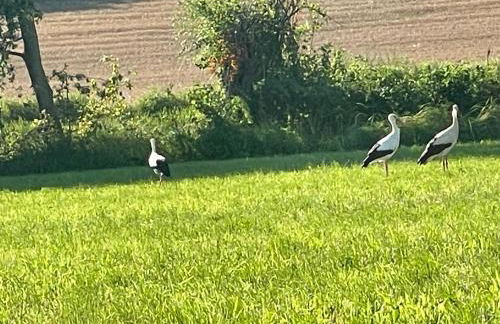 La casa di Noah - Foto 55