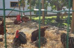 Casa Nikana - Foto 34