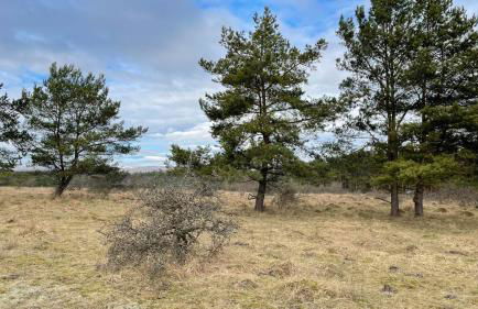 Holzhaus Devils Corner - Foto 23