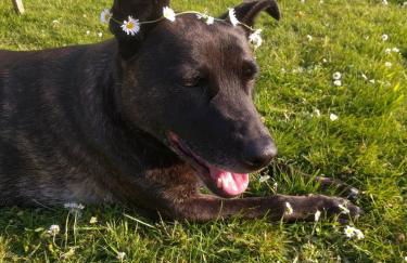 Stables, 1 Bed, Private, Ecolodge, Edge Dartmoor - Foto 26