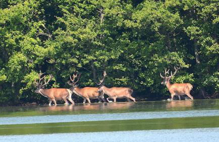 Ferienwohnungen am Federower Hofsee - Foto 29