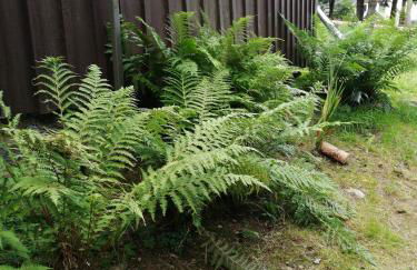 Waldhaus, Ski- und Wanderhütte - Foto 18