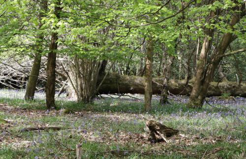 The Old School - Photo 27