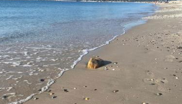 VILLA VUE MER sur la presqu'ile de GIENS - Foto 2