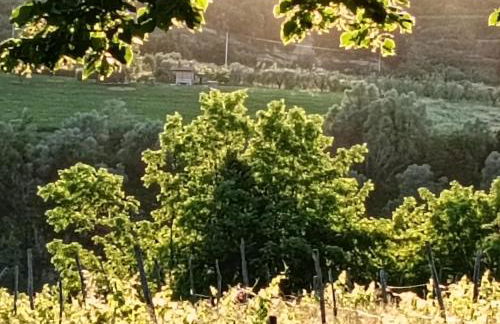 Podere Il Cardellino - Photo 17