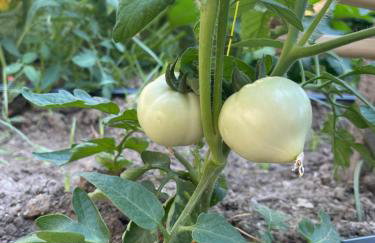 The Doctor's house - Το σπίτι του γιατρού - Photo 16