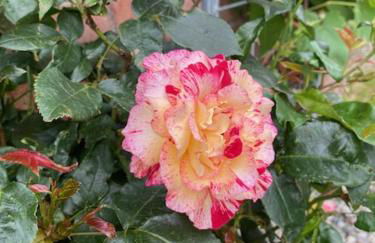 Haus Rungholt - Foto 45