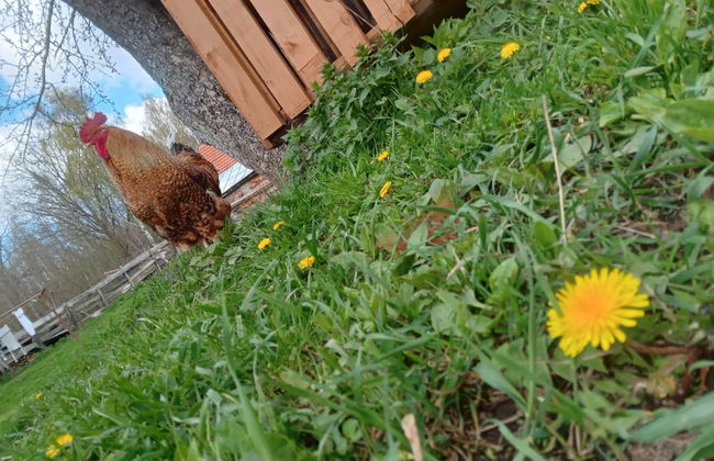 Room in Guest Room - Cozy Rural Retreat in Roşia Montana - Photo 61