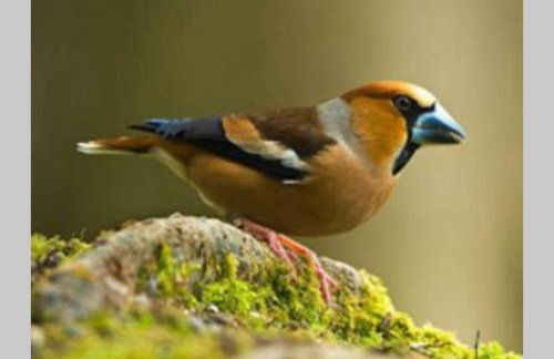 The Little Acorn - Photo 24