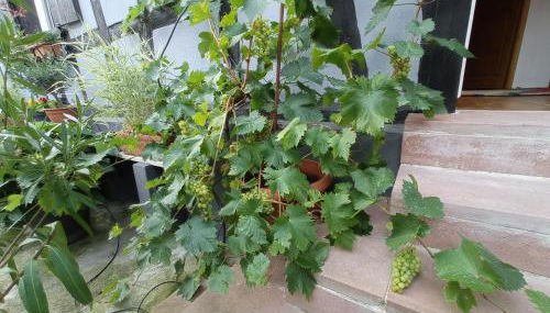 La Cigogne dorée Gite de charme 4 étoiles - Foto 5, Garden