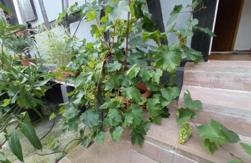 La Cigogne dorée Gite de charme 4 étoiles - Foto 5