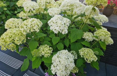 Happy Place Indu Style - Foto 4