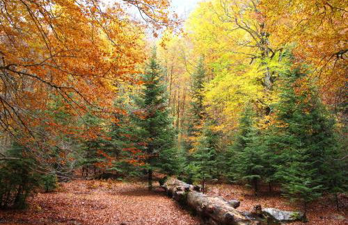 La Casita de Ordesa - Photo 19