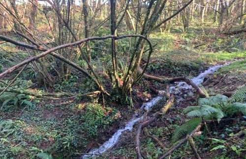 Detached Barn in Tamar Valley, EV charging included - Foto 27