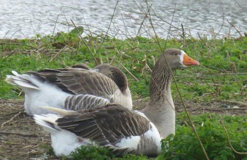 Hidden Treasure-Netflix and Wi-Fi-Basement flat - Foto 84