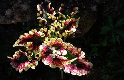 Chácara Atibaia com Casa na Árvore - Foto 74