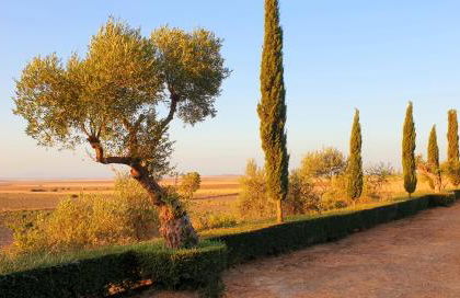 Cortijo El Triguero N-398 Ctra Carmona – El Viso del Alcor Km 18 - Foto 24