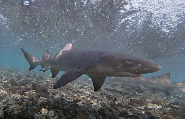 Avistamiento de tiburones limón en la isla de Sal - Foto 6