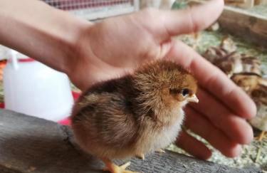 Haus Monika - Foto 12