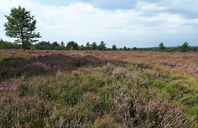 5 Star Holiday Home in Hovborg - Foto 17