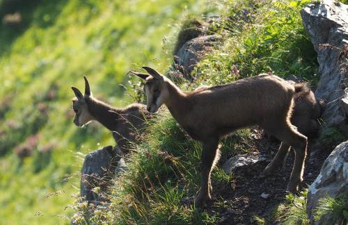 BelleVue centre, wifi, mountain view - Foto 55