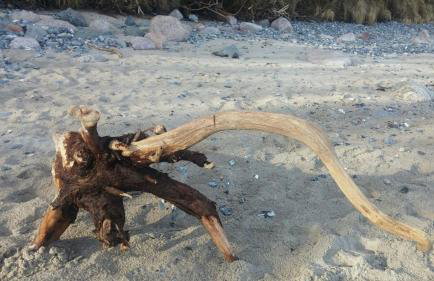 Ferienwohnung Rügen-Freiheit - Foto 24