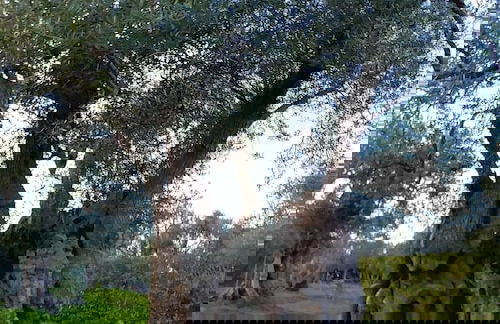 La Piana degli Ulivi - Foto 44