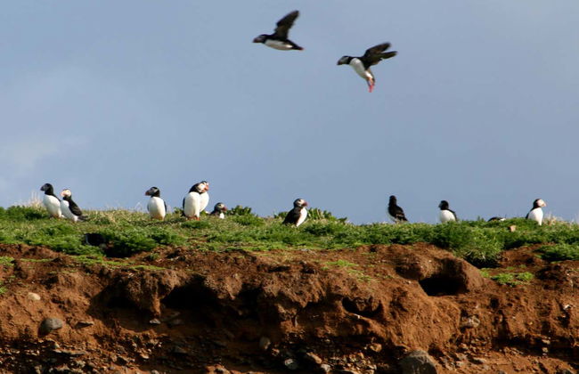 Avvistamento di pulcinelle di mare a Reykjavík - Foto 8
