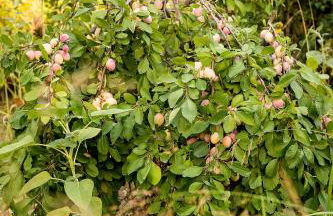 Eressos Ilios Apartments - Photo 12