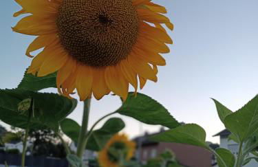 Ferienwohnung Sonnenblick und Relax - Foto 24