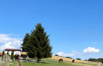 Ferienhaus Falkenblick - Foto 2