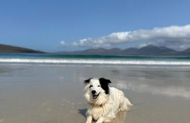 Kinnoull House near Stornoway Hot-Tub Sauna Pet Friendly - Photo 62