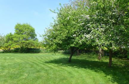 Bärenklau - Foto 10